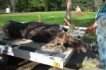 Moose bagged in northern Maine.