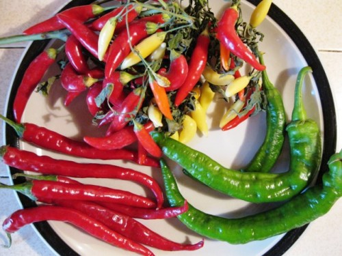 Some of the hot peppers I received from a friend who recieved them in lieu of payment for a graphic design project.