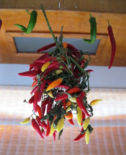 Some of the hot peppers I received from a friend who recieved them in lieu of payment for a graphic design project.