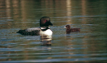 maine-loon-wildlife-tour-neoc