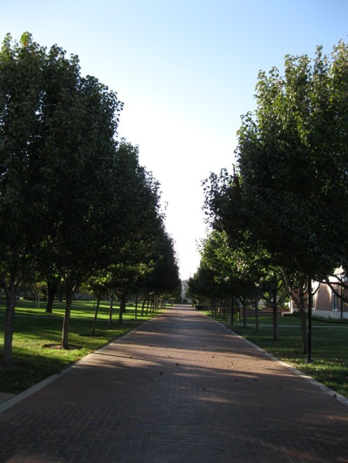 The trees along this walkway on the south part of campus turn bright orange later in the fall. It is a nice reminder of New England.