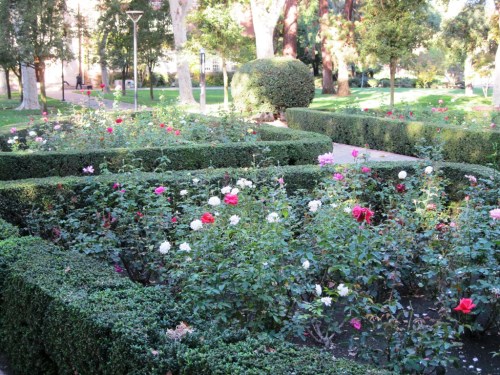 There are several rose gardens on campus. They add color and fragrance to the campus beauty.